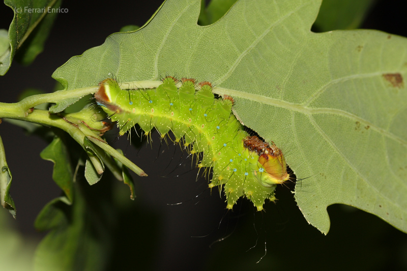Antheraea (Antheraea) yamamai